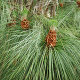 Pinus roxburghi (Chirr Pine, Longleaf Indian Pine)