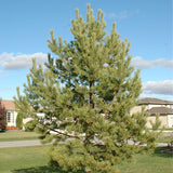 Pinus sylvestris (Central Massif) (French Blue Scotch Pine, Central Massif Scotch Pine)