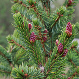 Picea omorika (Serbian Spruce)