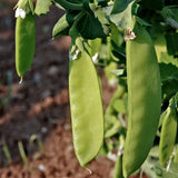 Oregon Sugar Pod 2 Pea, Edible Pod (Pisum sativum)