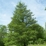 Alnus glutinosa (European Alder, Black Alder)