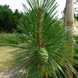 Pinus hwangshanensis (Huangshan Pine, Huang Shan Pine, Yellow Mountain Pine)
