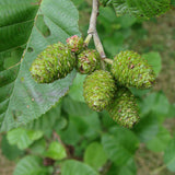 Alnus incana (European Speckled Alder, Gray Alder, Grey Alder, Hoary Alder, Mountain Alder, Speckled Alder)
