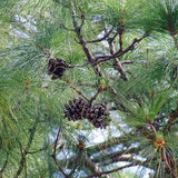 Pinus roxburghi (Chirr Pine, Longleaf Indian Pine)