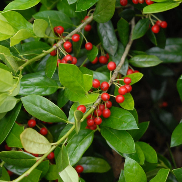 Ilex cornuta (Chinese Holly) – MySeedsCo