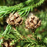 Cryptomeria japonica (Japanese Cedar, Peacock Pine, Sugi, Goddess of Mercy Cedar)