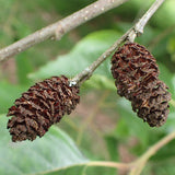 Alnus nepalensis (Nepal Alder)