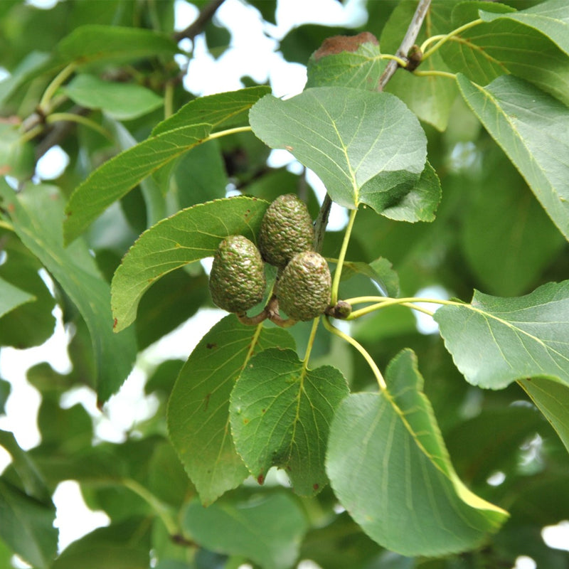 Alnus cordata (Italian Alder)
