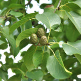 Alnus cordata (Italian Alder)