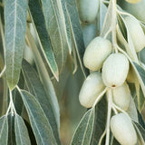 Elaeagnus angustifolia (Russian Olive, Russian Silverberry, Oleaster)