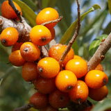 Hippophae rhamnoides (Sea Buckthorn, Seaberry)