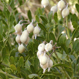 Sophora secundiflora (Frijolillo, Frijolito, Mescal Bean Tree, Texas Mountain Laurel, Texas Mescal Bean)