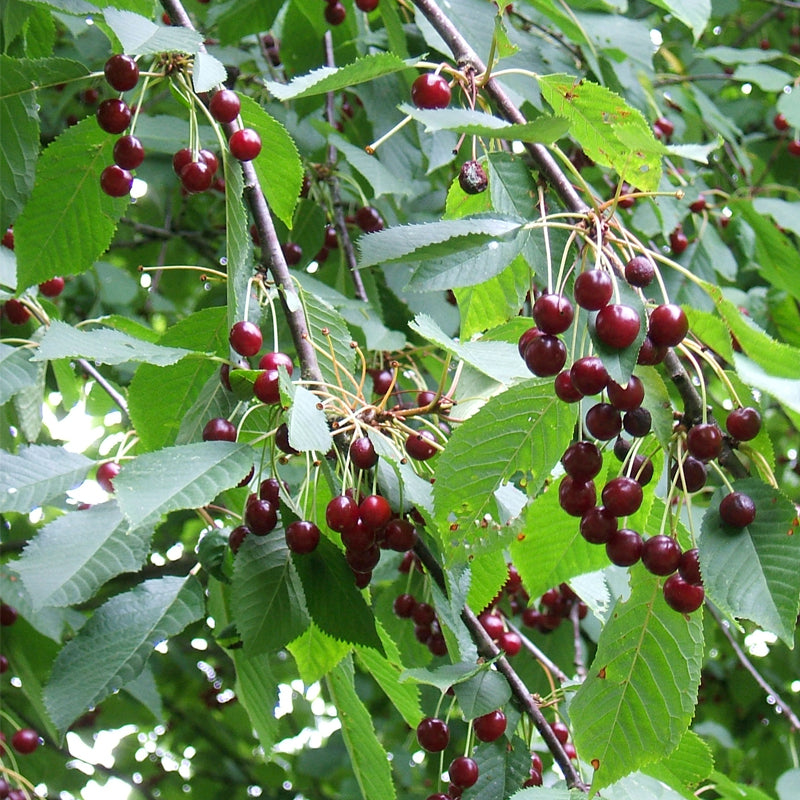 Prunus avium 'CVI' (Sweet Cherry, Wild Cherry, Gean, Certified Virus Indexed Mazzard Cherry)