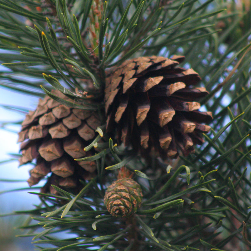 Pinus sylvestris rhodopaea (Scots Pine, Scotch Pine, European Red Pine, Baltic Pine)