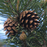 Pinus sylvestris rhodopaea (Scots Pine, Scotch Pine, European Red Pine, Baltic Pine)