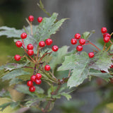 Viburnum sargentii	(Sargent Cranberry)