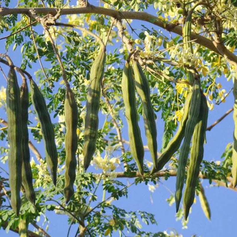 Moringa oleifera (Benzoil Tree, Ben Oil Tree, Drumstick Tree)