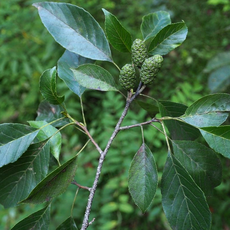 Alnus japonica (Japanese Alder)