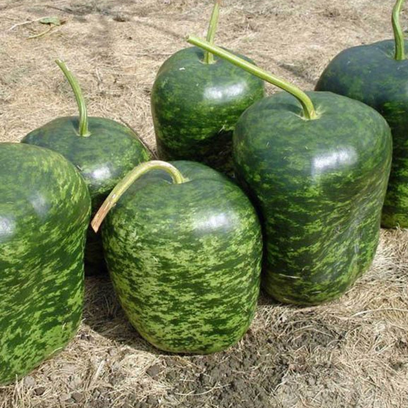 Apple Gourd (Lagenaria siceraria)