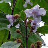 Paulownia elongata (Empress Tree)