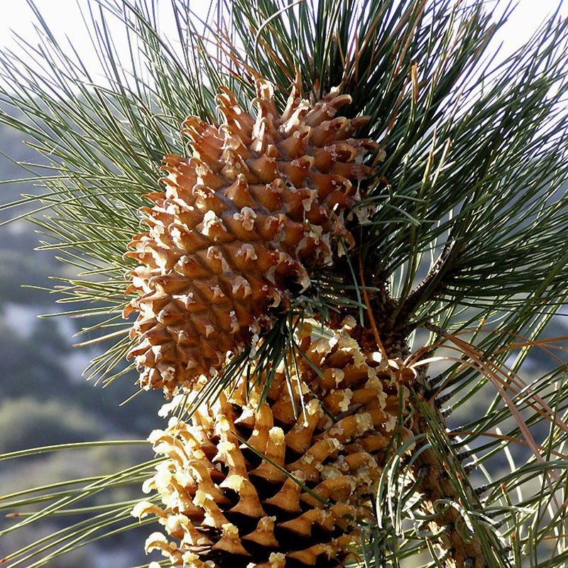 Pinus coulteri (Coulter Pine, Coulter's Pine, Big Cone Pine)