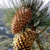 Pinus coulteri (Coulter Pine, Coulter's Pine, Big Cone Pine)