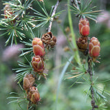 Larix laricina (americana) (American Larch, Tamarack)