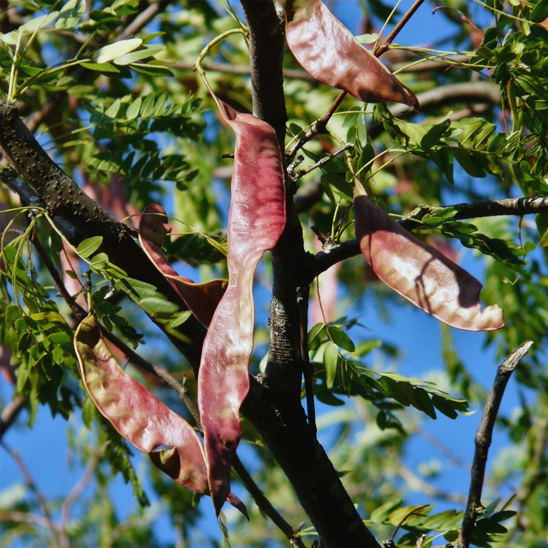 Gleditsia triacanthos inermis (Thornless Honeylocust, Thornless Honey locust)