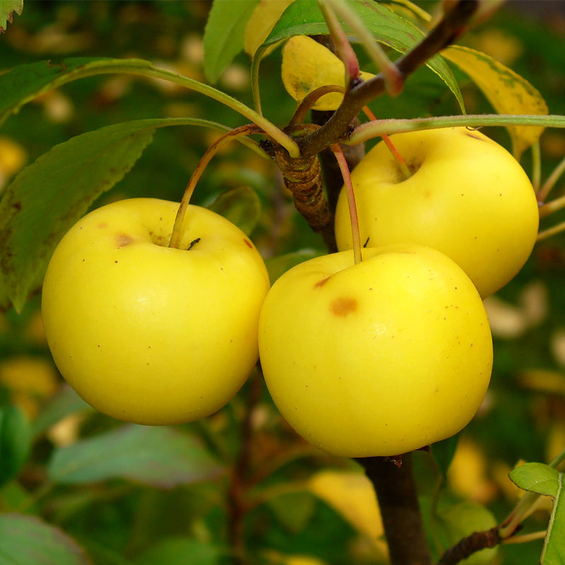Malus sylvestris (French Crabapple)