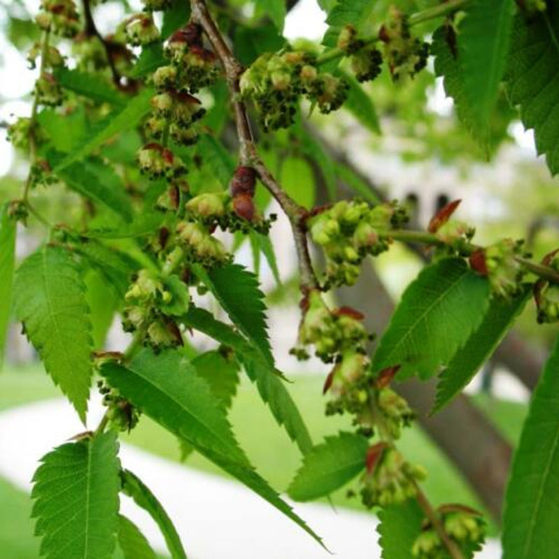 Zelkova serrata (Japanese Zelkova)
