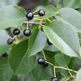 Prunus maackii Certified	(Amur Chokecherry, Mandchurian Cherry)