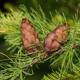 Larix sibirica (Siberian Larch)