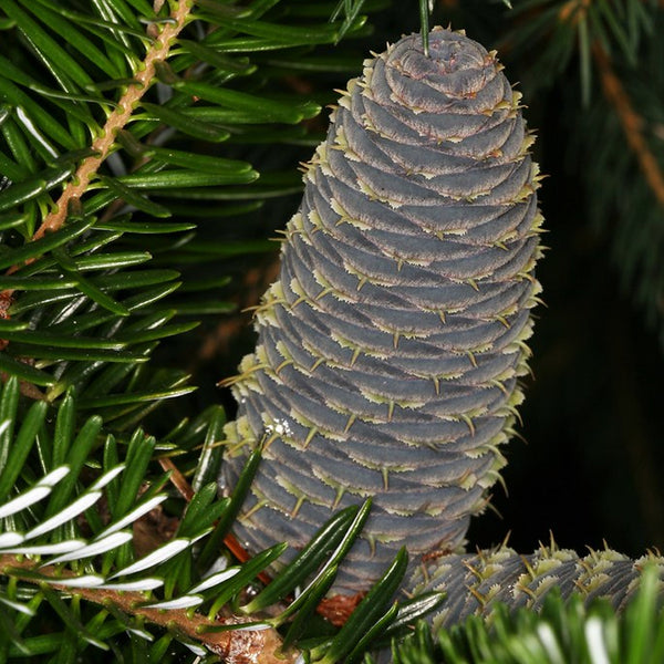 Abies nordmanniana (Nordmann Fir, Caucasian Fir) – MySeedsCo