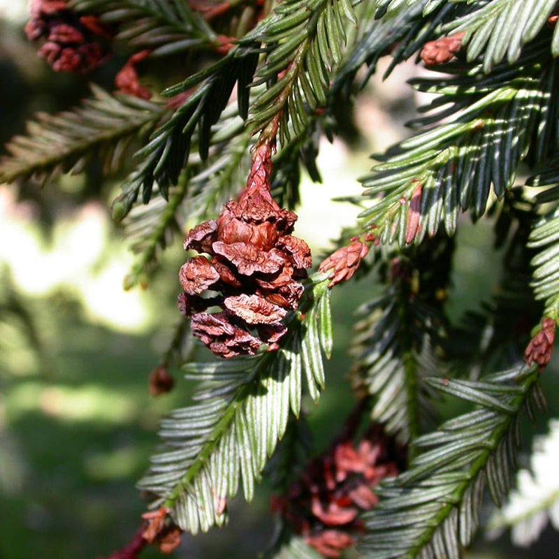Sequoia sempervirens (Redwood, California Redwood, Coast Redwood)  25% Germ