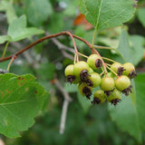 Crataegus cordata (phaenopyrum) (Washington Hawthorn, Bigfruit Hawthorn, Broad-leaved Thorn, Mountain Hawthorn, Thornapple)