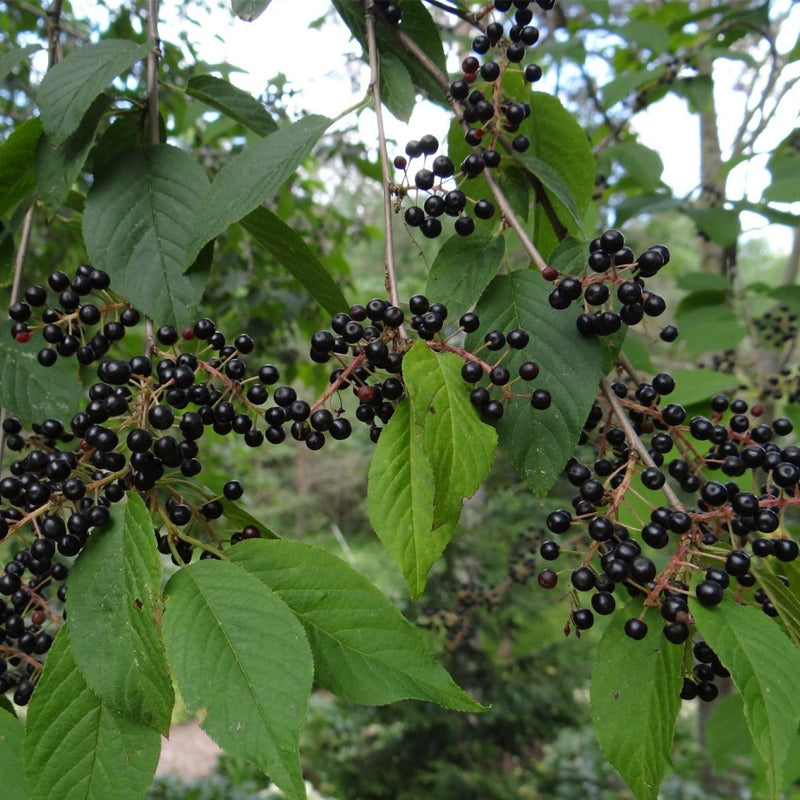 Prunus mahaleb (Mahaleb Cherry, St. Lucie Cherry)