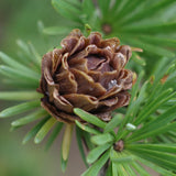 Larix gmelinii (Dahurian Larch)