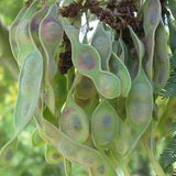 Acacia decurrens dealbata (Silver Acacia, Silver Wattle)