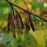 Cercis canadensis (Eastern Red Bud, Redbud) Northern Zones 4-7