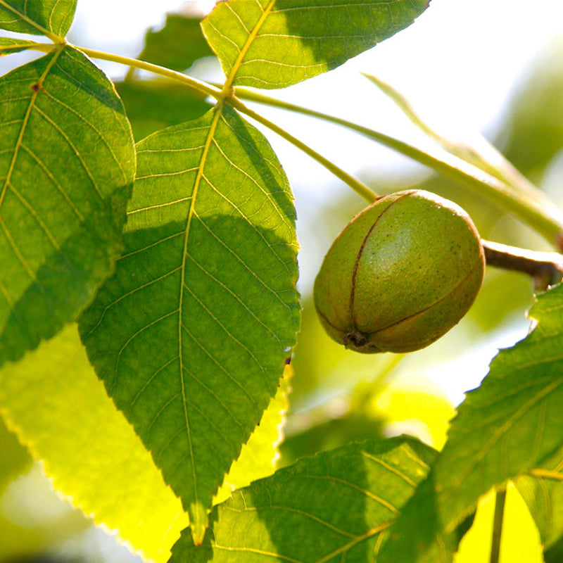 Carya laciniosa (Shellbark Hickory)