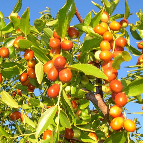 Ziziphus mauritiana (Indian Jujube) – MySeedsCo