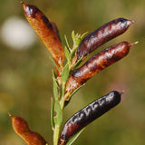 Genista tinctoria (Common Woodwaxen)