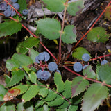 Mahonia nervosa (Cascades Mahonia)