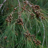 Casuarina cunninghamiana (River Oak, River She-oak, River Sheoak, Creek Oak, Fire Oak, Australian Pine, Beefwood, Kasa)