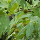 Platanus acerifolia c.s. (London Plane Tree)