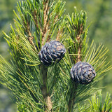 Pinus cembra (Arolla Pine, Cembran Pine, Swiss Stone Pine)