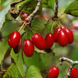 Cornus officinalis (Asiatic Dogwood, Japanese Cornelian Cherry)