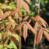 Acer mandshuricum d.w. (Manchurian Maple)