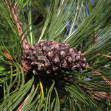 Pinus arizonica (Arizona Pine)