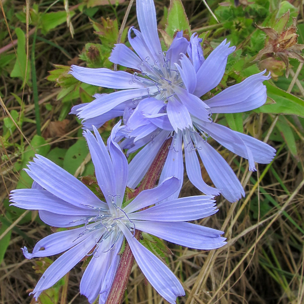 CICHORIUM intybus (Chicory)